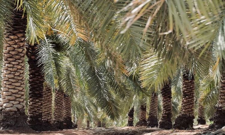 مؤشرات إنتاج التمور في القصيم.. 10 ملايين نخلة و584 ألف طن