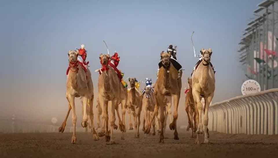 مهرجان ولي العهد للهجن.. 492 مليون ريال القيمة السوقية لمطايا أشواط الحسم